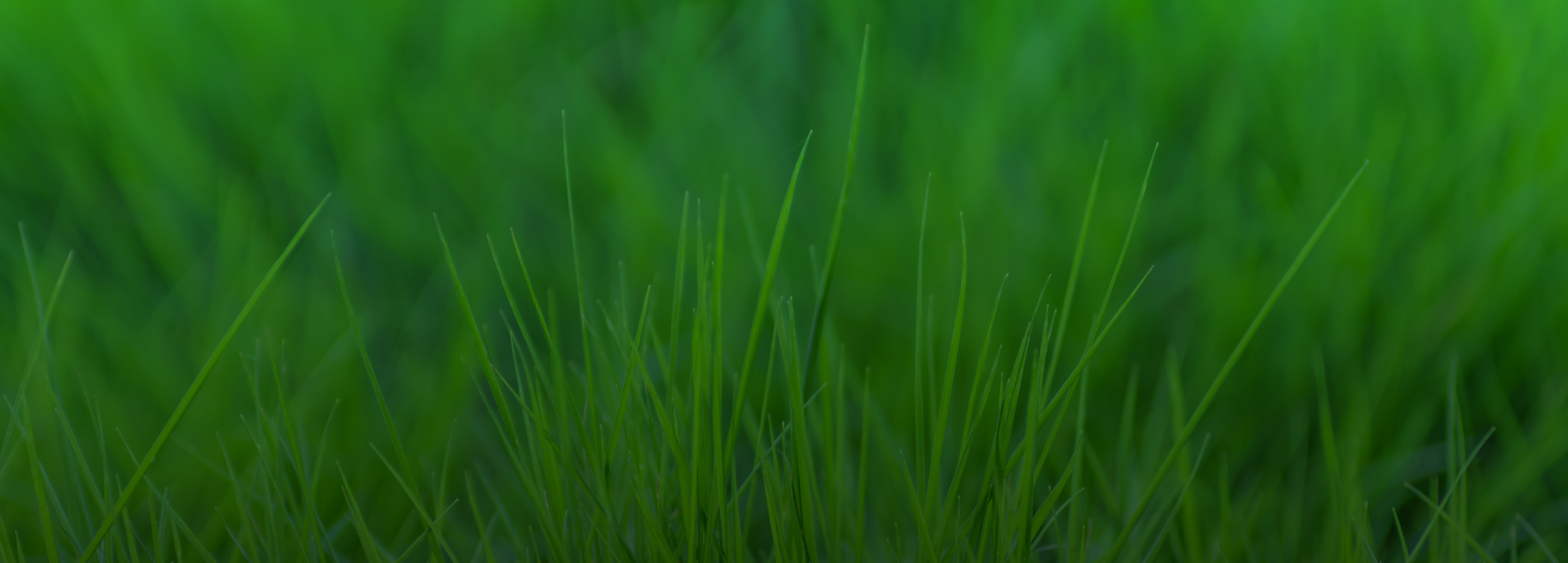 Lawn Builder BG Text In About Page Lawn Builder BG Text In About Page